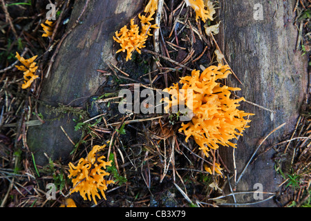 Yellow stagshorn fungus, Calocera viscosa, growing on wood in coniferous woodland, Northumberland, UK Stock Photo