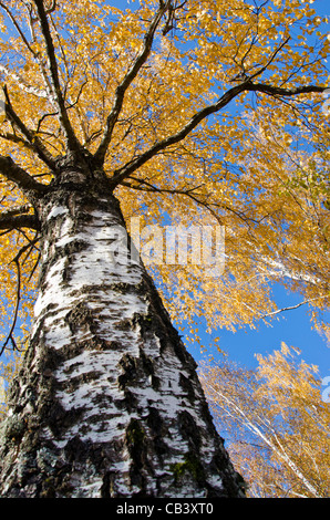 Birch trunk. Autumn tree branches and colored leaves. Stock Photo