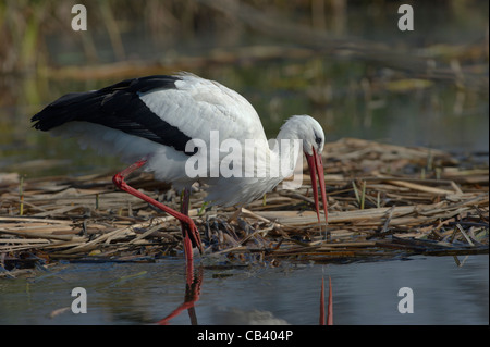 a White Stork in a marsh of the Cicogne e Anatidi center, Racconigi, Piedmont, Italy Stock Photo