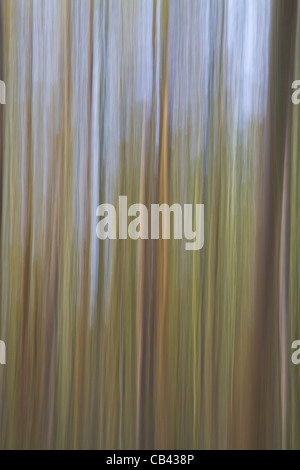 An abstract photograph of trees made by deliberately blurring the shot with vertical movement to create an impressionist image Stock Photo