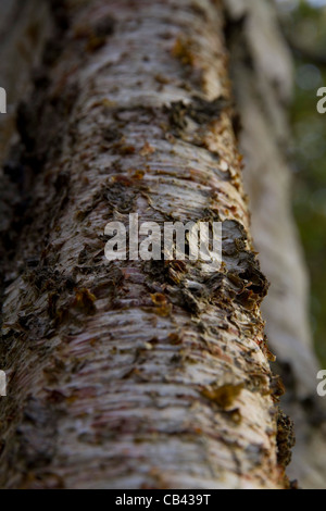 An abstract view of the bark of a silver birch tree (Betula pendula) Stock Photo