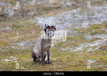 Arctic fox portraits Stock Photo