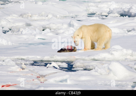 Male Polar Bear (Ursus maritimus), eating a freshly killed Bearded Seal (Erignathus barbatus) on floating pack ice, Storfjorden, between Spitsbergen and Edgeøya, Svalbard Archipelago, Norway Stock Photo