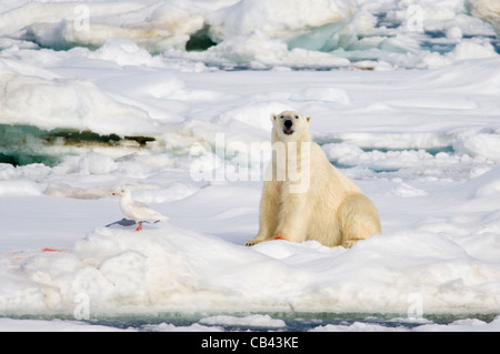 Male Polar Bear (Ursus maritimus), sitting next to a freshly killed Bearded Seal (Erignathus barbatus) on floating pack ice, Storfjorden, between Spitsbergen and Edgeøya, Svalbard Archipelago, Norway Stock Photo