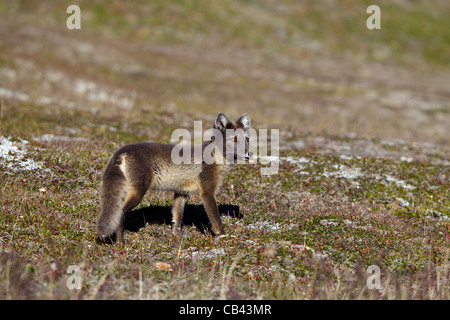 Arctic fox portraits Stock Photo
