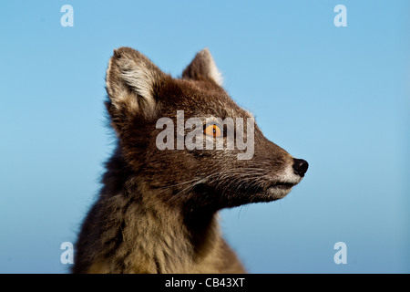Arctic fox portraits Stock Photo