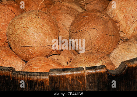 Barrel of Fresh Coconut Stock Photo