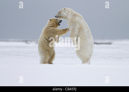 Two Polar Bears (Ursus maritimus) playfully fighting in arctic snow on a beach at Kaktovik, Barter Island, Alaska in October Stock Photo