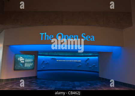 The magnificent Open Sea Exhibit at the Monterey Bay Aquarium. Stock Photo