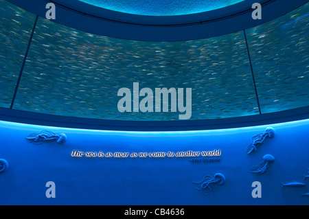 The magnificent Open Sea Exhibit at the Monterey Bay Aquarium. Stock Photo