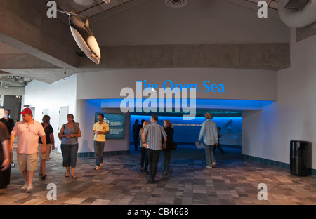 The magnificent Open Sea Exhibit at the Monterey Bay Aquarium. Stock Photo