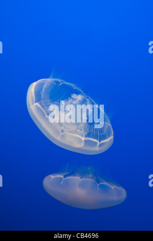 The Moon Jelly, Aurelia labiata, are named for their translucent, moonlike circular bells. Stock Photo