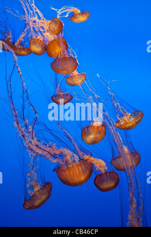 The Pacific Sea Nettle, Chrysaora fuscescens is a common free-floating scyphozoa that lives in the Pacific Ocean.