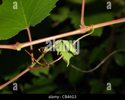 Vine Growing Showing Tendrils Stock Photo
