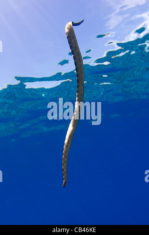 Chinese seasnake, Laticauda semifasciata, Gunung Api or Snake Island, Banda Sea, Nusa Tengarra, Eastern Indonesia, Pacific Ocean Stock Photo