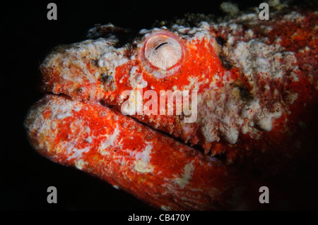 Reptilian Snake Eel, Brachysomophis henshawi, Ambon harbour, Banda Sea, Moluccus, Indonesia, Pacific Ocean Stock Photo