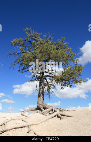 lone evergreen tree on the edge of a cliff with blue sky and clouds Stock Photo