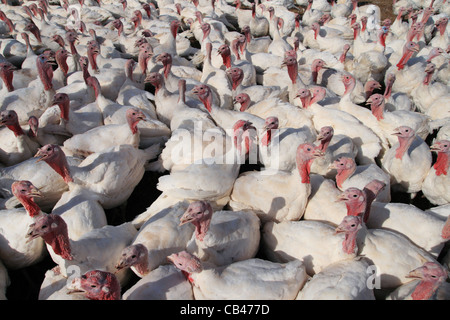 many white domestic turkeys on a farm Stock Photo