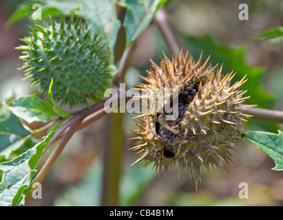 thorn apple jimson weed seed head known also datura stramonium alamy poisonous thornapple plant