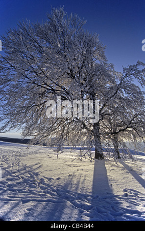 Winterly tree on Mt. Schauinsland, Black Forest Stock Photo