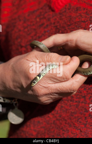 Grass Snake (Natrix natrix). Second year juvenile held in human hands. Norfolk. April. Stock Photo