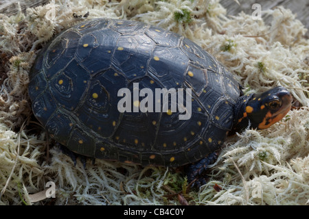 Spotted Turtle (Clemmys guttata). Dorsal view of carapace or shell showing yellow spots on scutes. North American freshwater species. Stock Photo