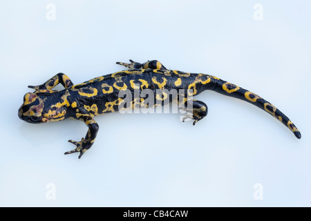 Portuguese Fire Salamander (Salamandra salamandra gallaica). One of sub-species to be found in Europe, North Africa, Middle East Stock Photo