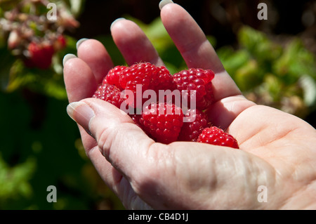 Womans hand holding freshly picked raspberry's with out of focus raspberry plaNts in the background. Stock Photo