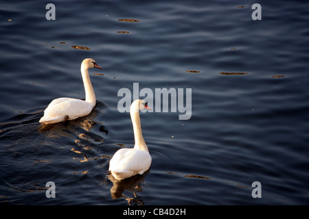 Beautiful Swan Couple on the river Vltava in Prague Stock Photo