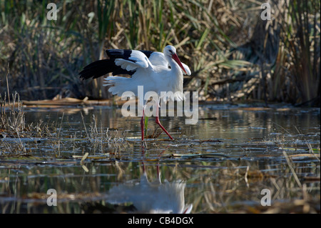 a White Stork in a marsh of the Cicogne e Anatidi center, Racconigi, Piedmont, Italy Stock Photo
