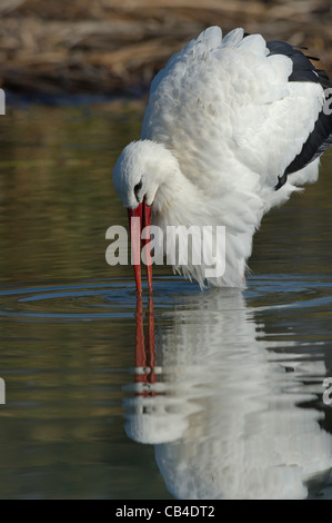 a White Stork drinking water Stock Photo