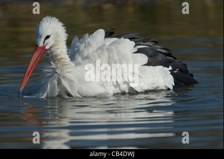 a White Stork taken a bath in the Cicogne e Anatidi center, Racconigi, Piedmont, Italy Stock Photo