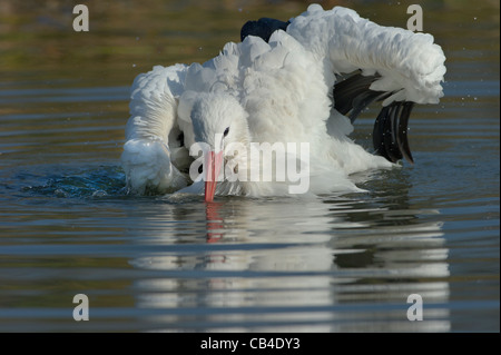 a White Stork taken a bath in the Cicogne e Anatidi center, Racconigi, Piedmont, Italy Stock Photo