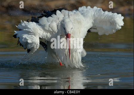 a White Stork taking a bath in the Cicogne e Anatidi center, Racconigi, Piedmont, Italy Stock Photo