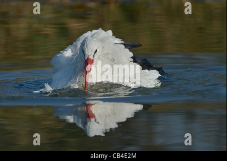 a White Stork  taking a bath in the Cicogne e Anatidi center, Racconigi, Piedmont, Italy Stock Photo