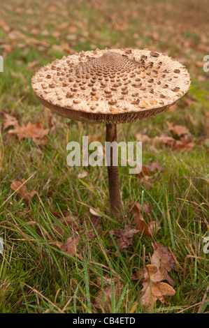parasol mushroom fungi growing in grass detail of fruiting body Stock Photo