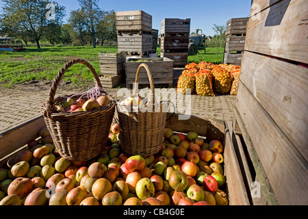 Orchard with harvested apples in wooden crates, Hesbaye, Belgium Stock Photo