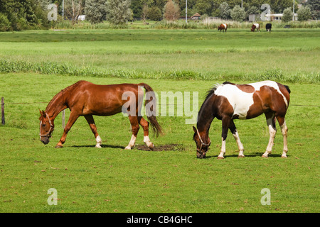 Two horses on sunny summerday in the country grazing on grassland with cows in background