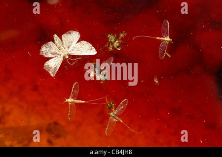 Dead insects floating in the reddish water of a rust-colored pond. Stock Photo