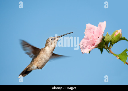 Hummingbird getting ready to feed on a pink flower against clear blue sky Stock Photo