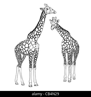 Two giraffes. Vector illustration. Stock Photo