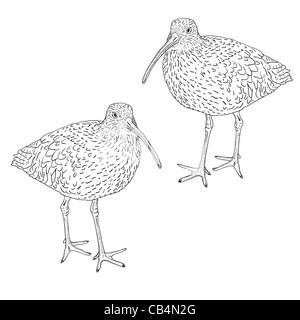 Eurasian Curlew, bird. Vector illustration. Stock Photo