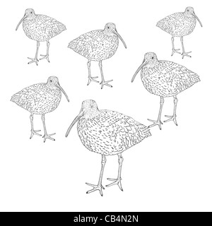 Eurasian Curlew, bird. Vector illustration. Stock Photo