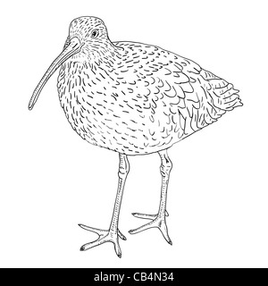 Eurasian Curlew, bird. Vector illustration. Stock Photo