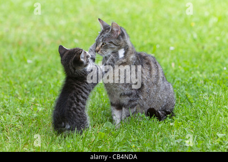 Kitten playing with mother cat on garden lawn, Lower Saxony, Germany Stock Photo