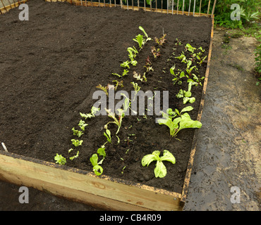 raised growing lettuce bed gardening pallet spinach recycled beds made alamy collars