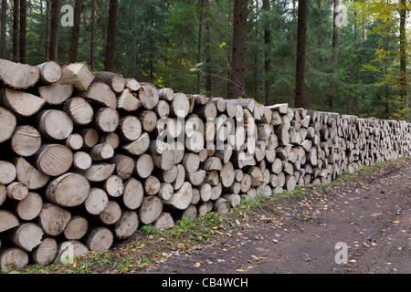 https://l450v.alamy.com/450v/cb4wch/poplar-tree-logs-stacked-lying-by-road-in-autumnal-coniferous-stand-cb4wch.jpg