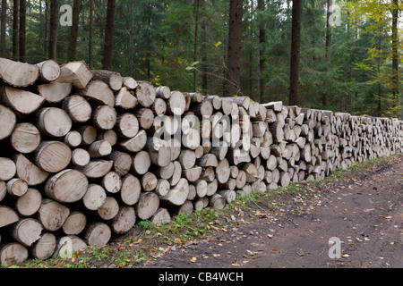 Stacked Cut Poplar Logs On Wood-cutting Area Stock Photo, Picture and  Royalty Free Image. Image 26063322.