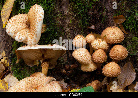 Bunch of pholiota fungi against mossy background Stock Photo