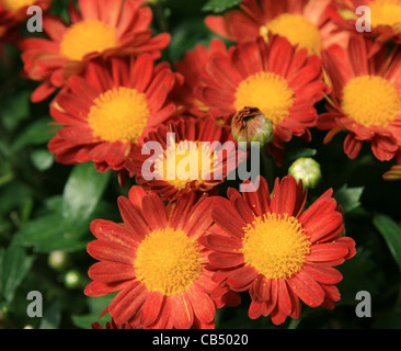 red and yellow mum chrysanthemum flowers with focus on nearer blooms Stock Photo